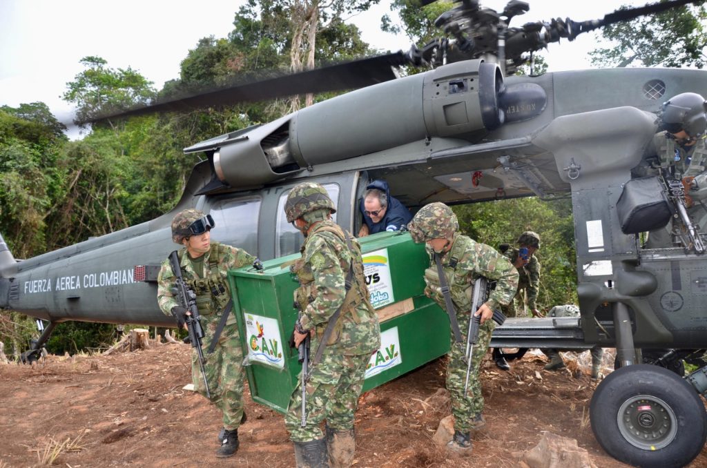 Tras ser rehabilitados, dos pumas vuelven a la libertad en Colombia
