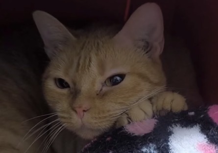 Fue una mamá increíble en la calle, pero nadie quiere adoptarla: la historia de Rocío