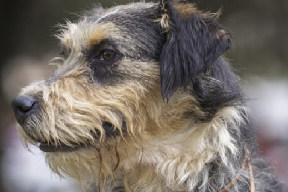 Bella busca un hogar tras ser entregada por su dueño, quien no tenía energía para cuidarla