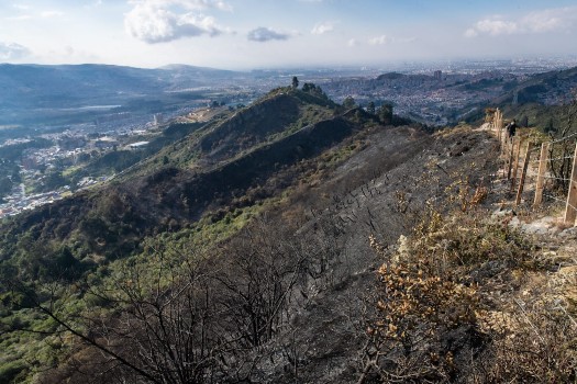 Frailejoncillo, especie retenedora de agua, la más afectada por incendio en Entre Nubes