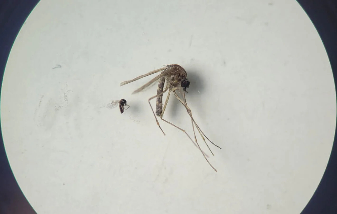 La OPS pide reforzar vigilancia ante brotes de chikunguña y expansión del Oropouche