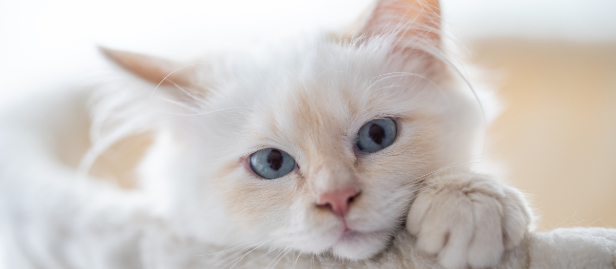 Gatos ¿cuánto tiempo es recomendable dejarlos solos?