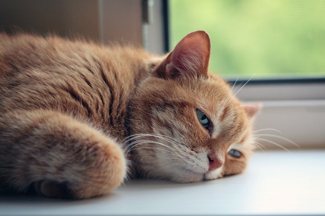 Esto hacen los gatos cuando están solos en casa
