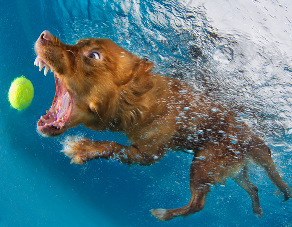 Este fotógrafo capta divertidas escenas de perros bajo el agua