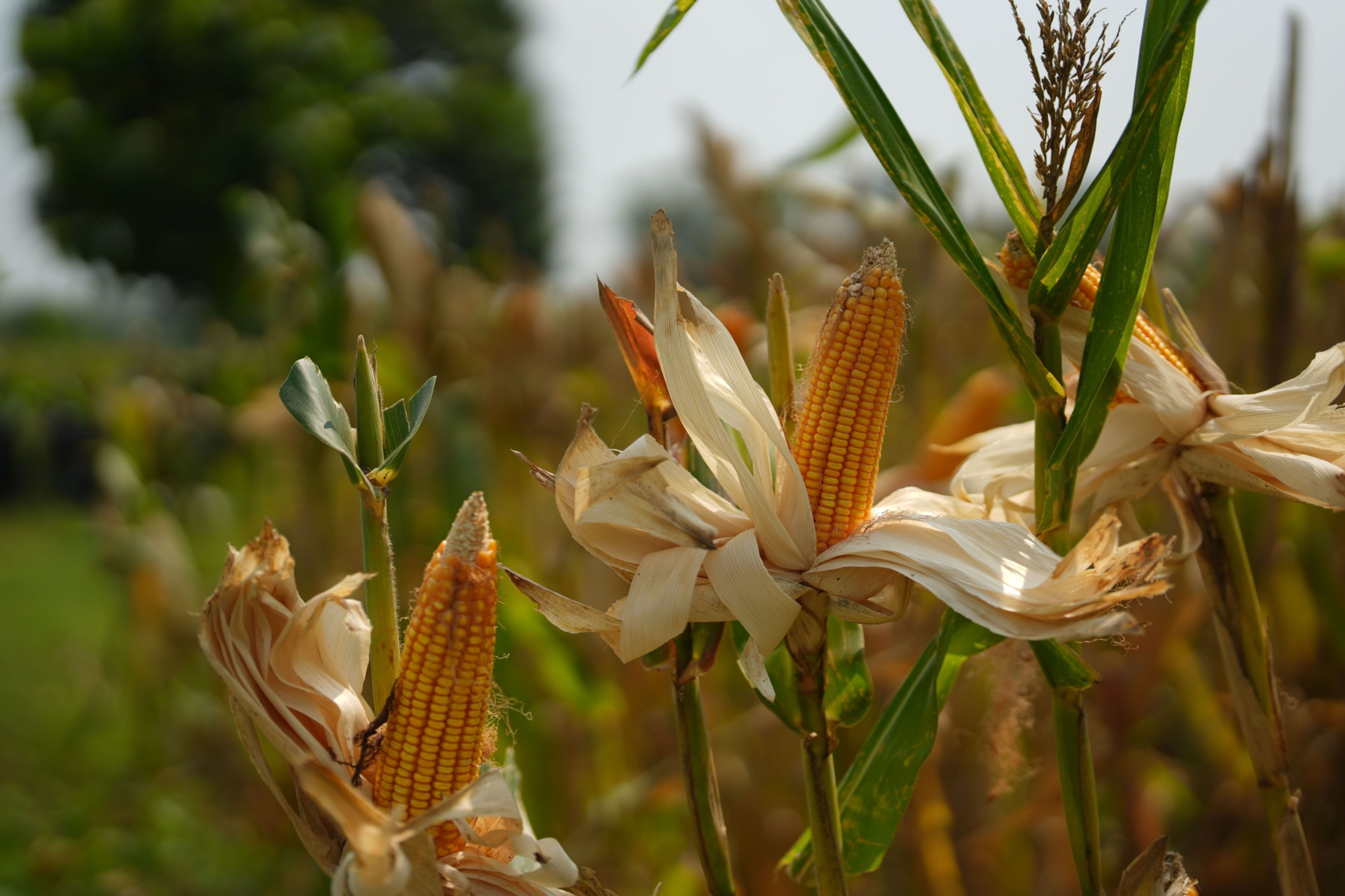 Producción de soya y cereales: desafíos y peticiones del gremio al Minagricultura
