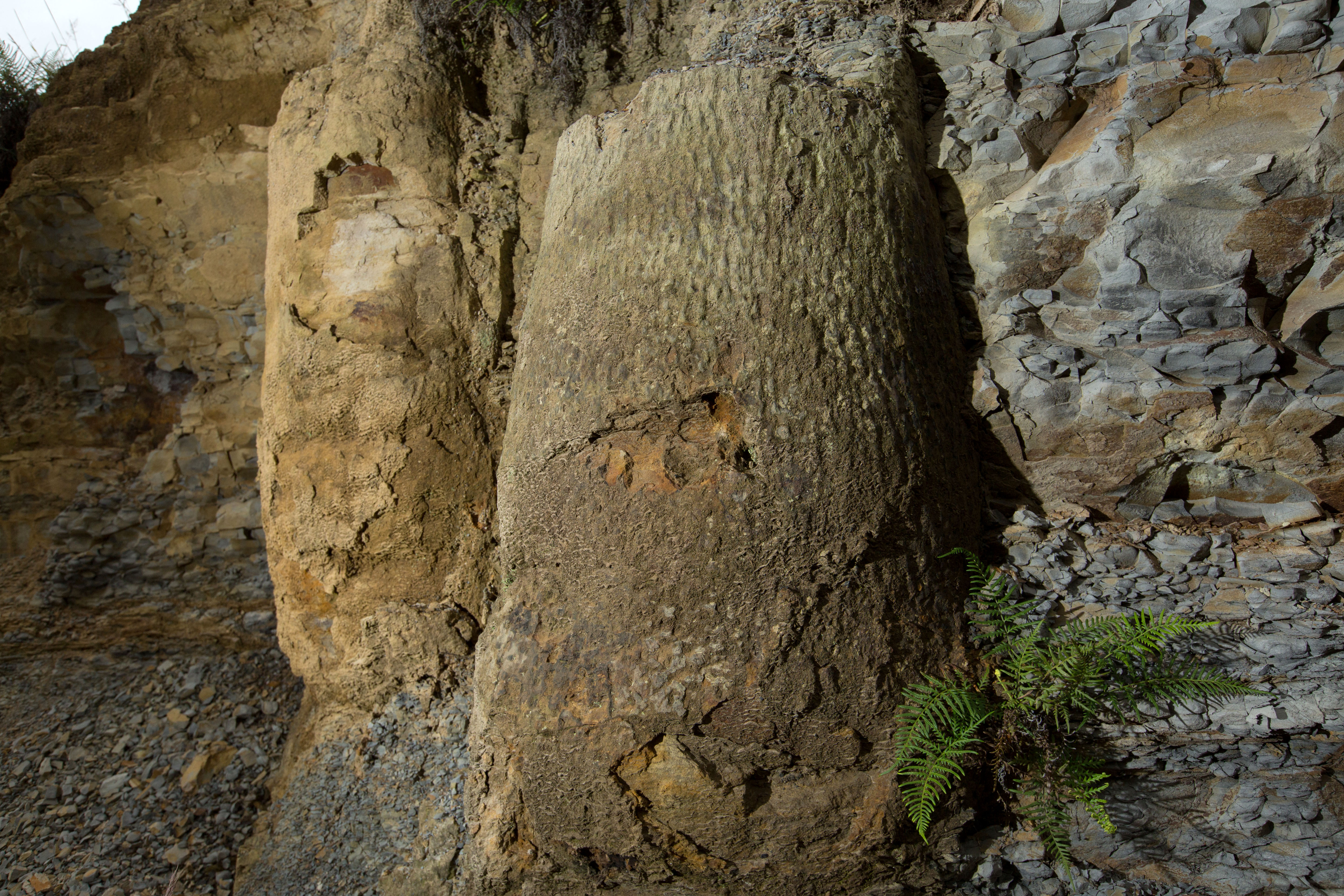¡Sorprendente! Descubren un bosque fosilizado de 290 millones de años