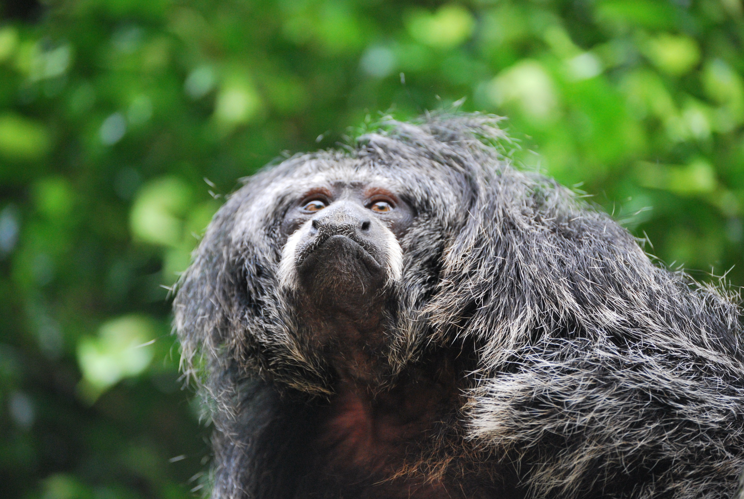 Listo el primer atlas de primates de Colombia