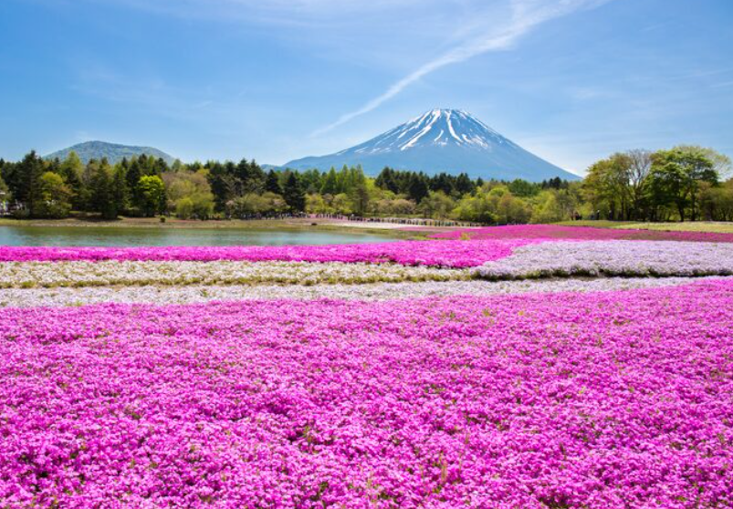 Seis floraciones icónicas en Japón: cerezos, azaleas y más (Fotos)