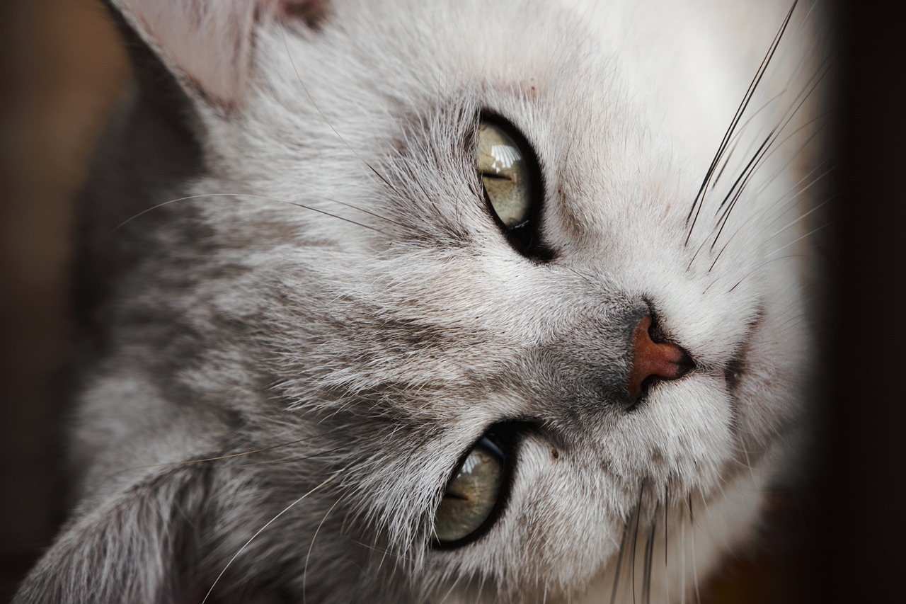 Gatos enanos: una moda poco ética considerada como crueldad animal