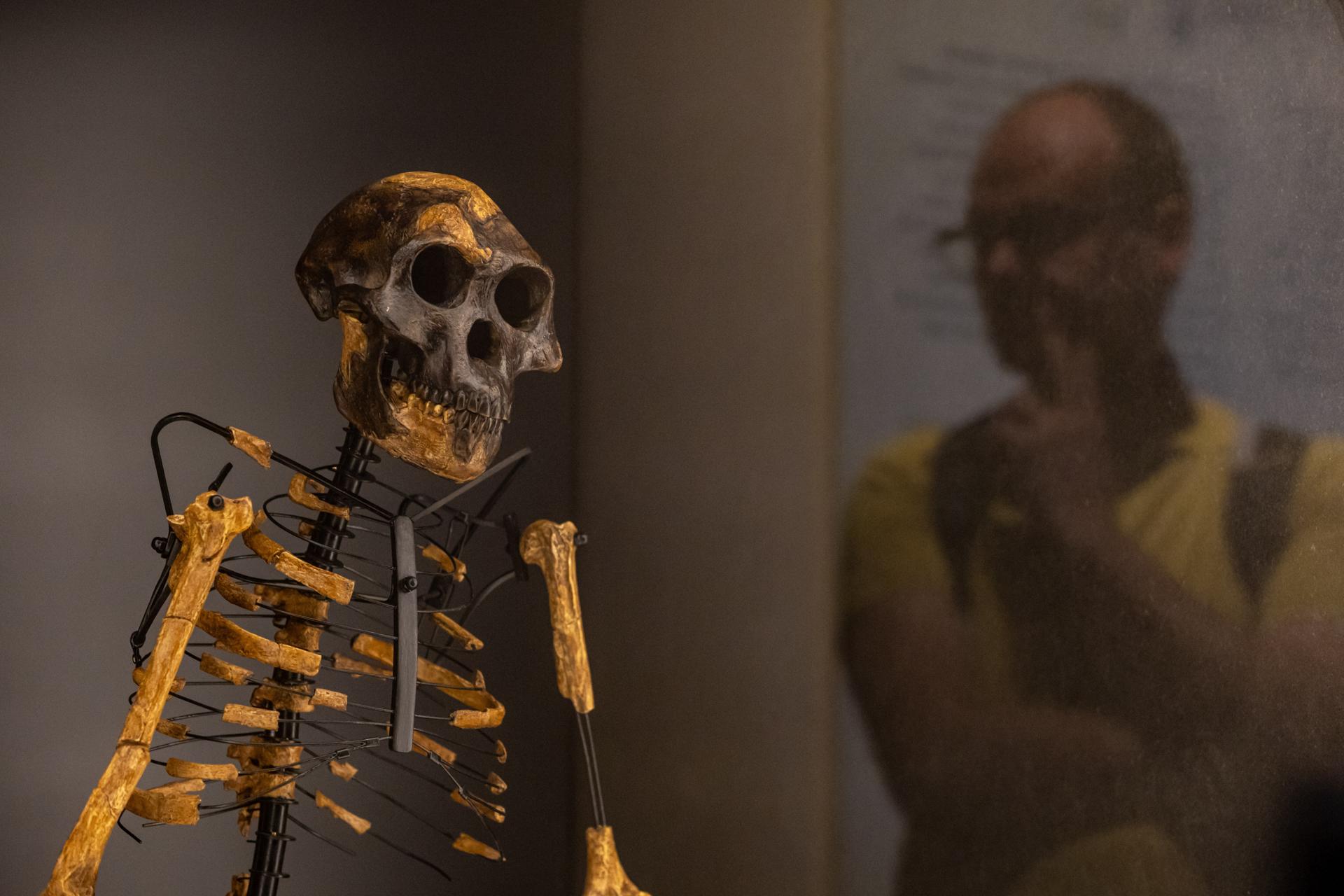 Prague (Czech Republic), 25/08/2025.- A journalist looks at a skeleton model of 3.2 million-year-old human fossil 'Lucy' exhibited during the opening of the exhibition named 'People and Their Ancestors,' featuring original fossils of 'Lucy' and 'Selam,' at the National Museum in Prague, Czech Republic, 25 August 2025. The Czech National Museum in Prague is hosting the first-ever European exhibition of 'Lucy' and 'Selam,' two of the most iconic fossils of Australopithecus afarensis. Lucy, a partial skeleton of an adult female who lived about 3.2 million years ago, was discovered in 1974 in Hadar, Ethiopia, by a team led by paleoanthropologist Donald Johanson. Selam, the remarkably complete skeleton of a three-year-old girl who lived around 3.3 million years ago, was unearthed in 2000 in Dikika, Ethiopia. Lucy had previously been exhibited outside Ethiopia only in the United States, while Selam has never been displayed abroad. Neither fossil is permanently exhibited at the Ethiopian National Museum in Addis Ababa. The exhibition takes place from 25 August to 23 October 2025. (República Checa, Etiopía, Estados Unidos, Praga) EFE/EPA/MARTIN DIVISEK