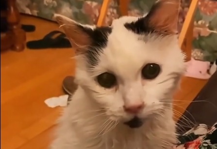 Margo, la gata que vivió 20 años más tras ser abandonada por vieja
