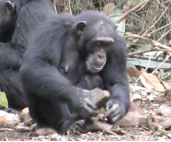 La ciencia detrás de las habilidades únicas de los chimpancés para romper nueces