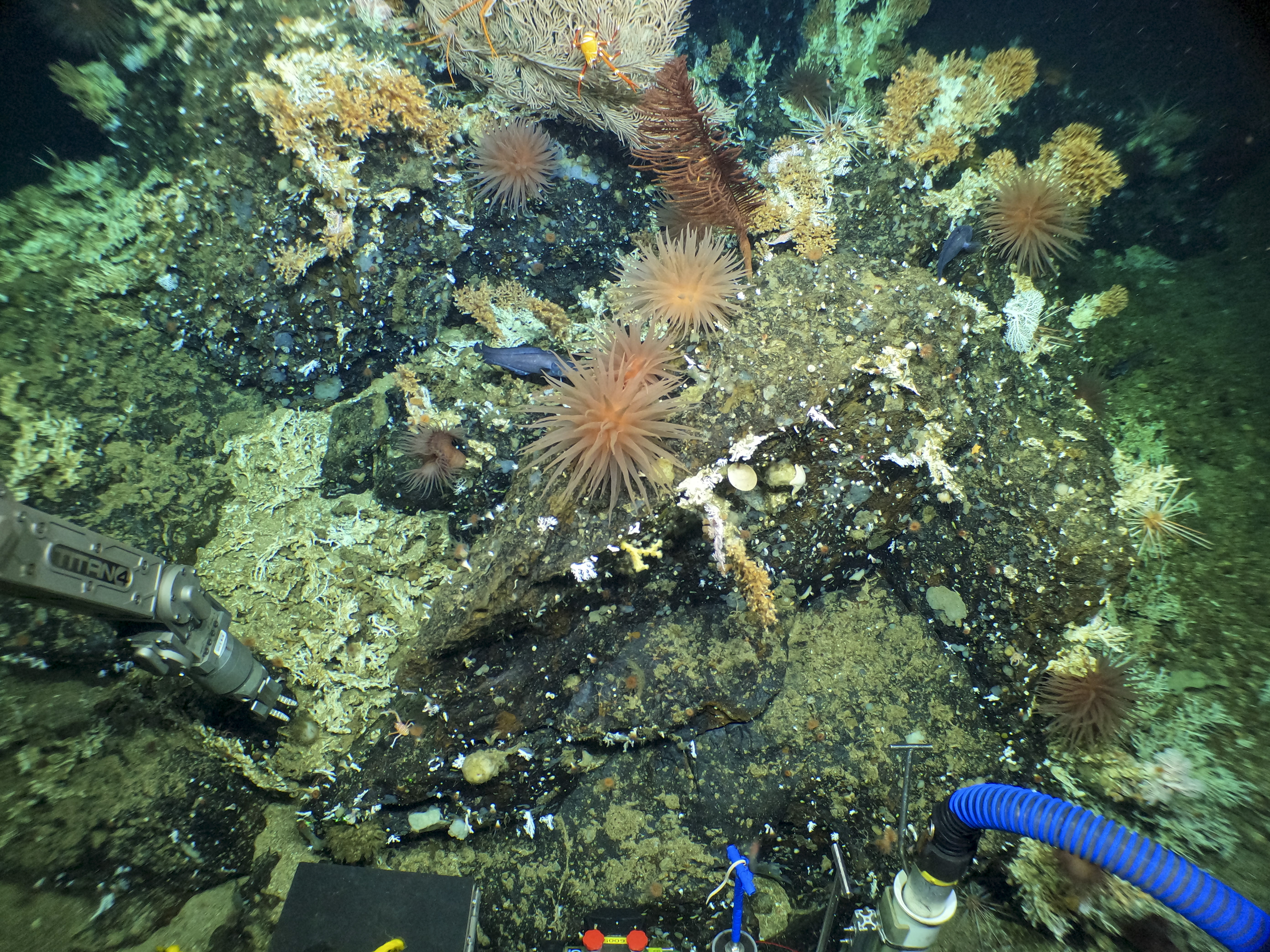 Encuentran en Galápagos un arrecife de coral prístino a 400 metros de profundidad