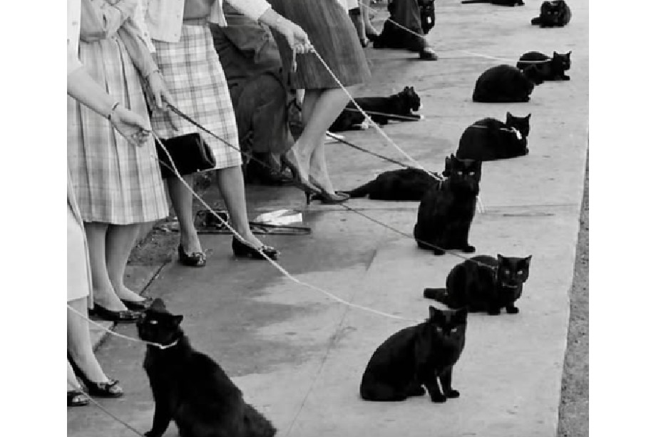 La histórica audición de más de 150 gatos negros en Hollywood: le contamos qué pasó