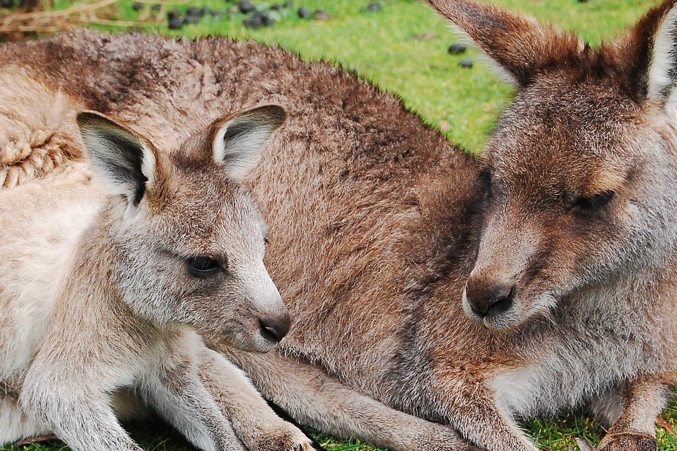 Descubre 5 curiosidades de estos tiernos animales.