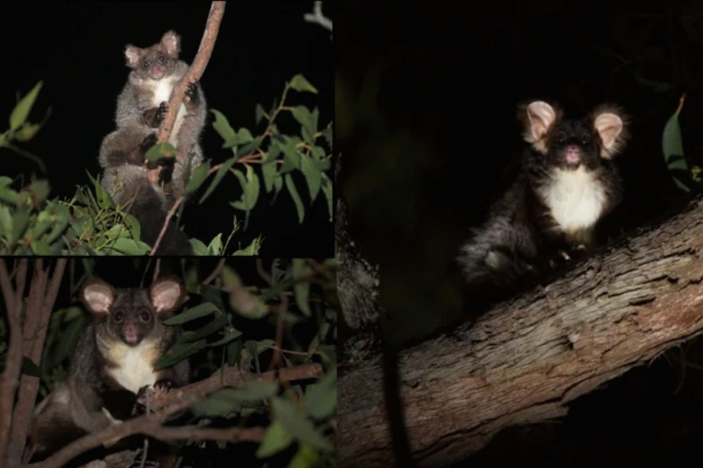 Estudio genético descubre dos nuevas especies de planeador mayor de Australia