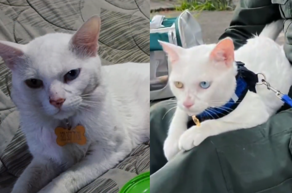 La historia de Bily: un gato que encontró un hogar junto al policía que lo salvó