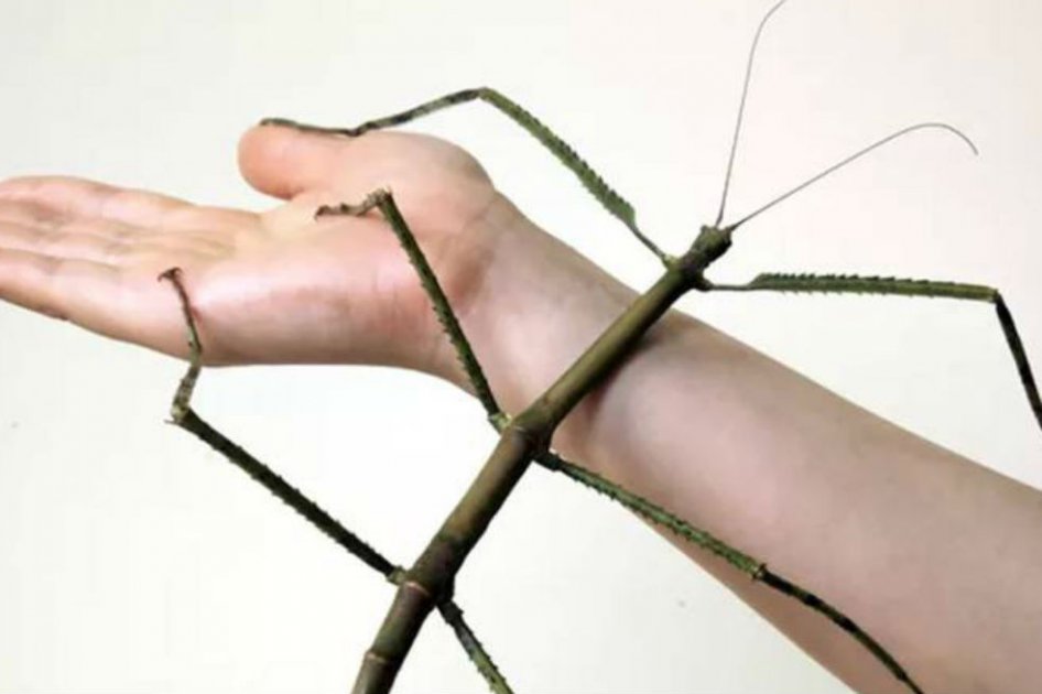 The Insect Museum of West China / china.org.cn