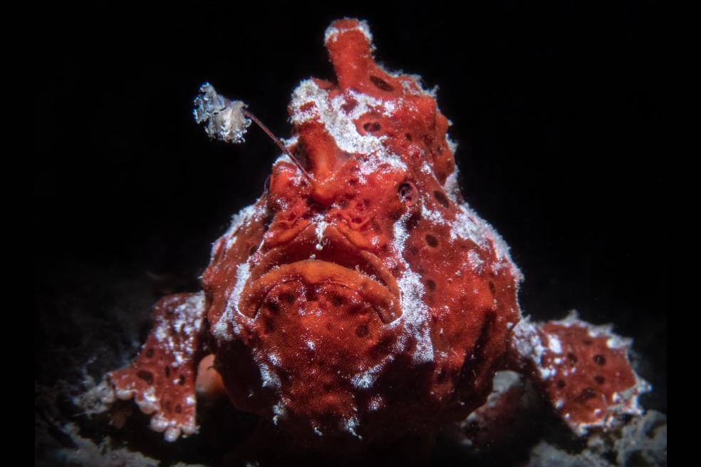Un retrato de raro pez sapo rojo, o rape, en Sydney, Australia.
