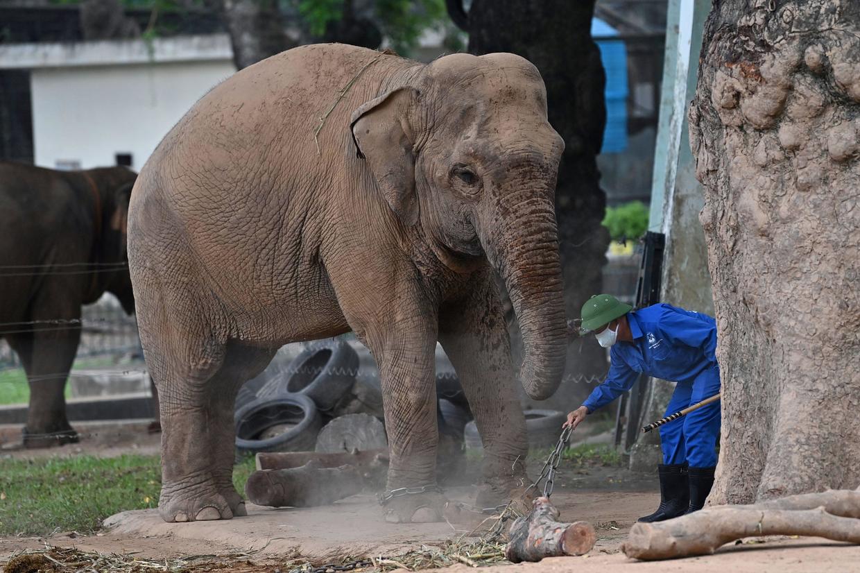 Un empleado limpia el recinto de un elefante que tiene una pata encadenada en el zoológico.