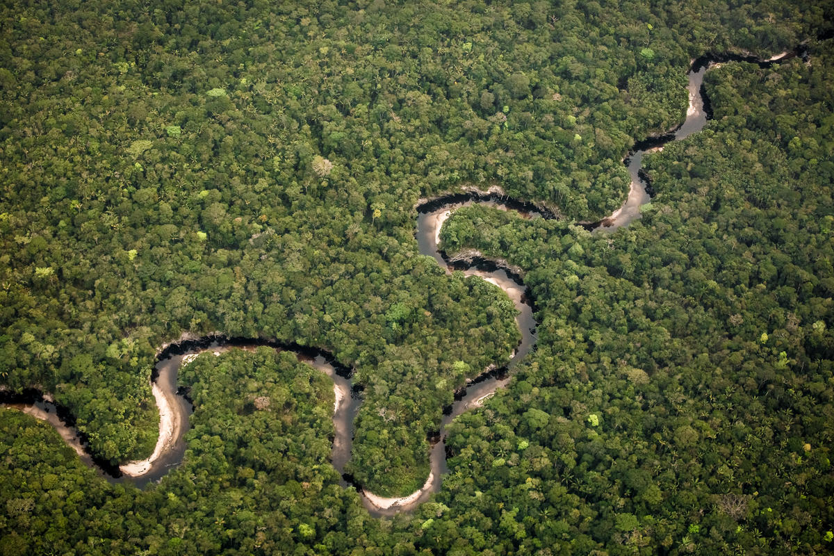 Con su forma de serpiente y sus aguas negras los ríos que recorren el Parque Nacional Natural Chiribiquete son algunos de los que aún fluyen libremente.