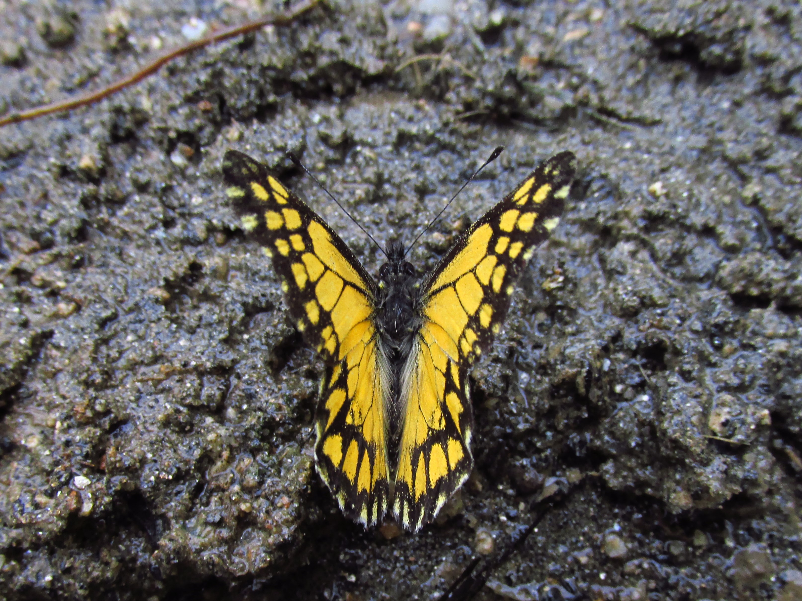 La Catastica lycurgus es una mariposa endémica de la Sierra Nevada, que duró cien años perdida. Recientemente la volvieron a encontrar.