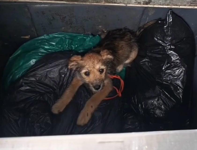Perrita fue abandonada en un contenedor de basura, pero su historia tuvo un final feliz | EL ESPECTADOR