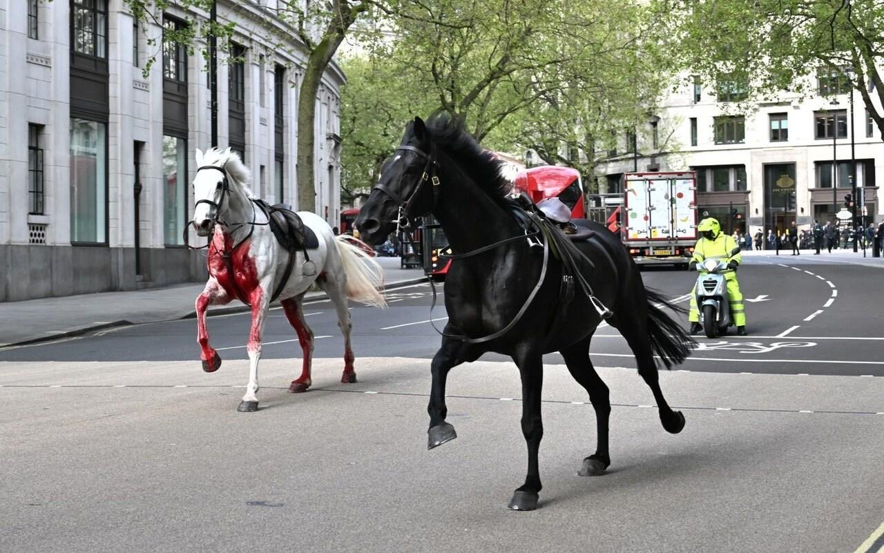 Varios heridos por caballos del Ejército que se escaparon en el centro de Londres
