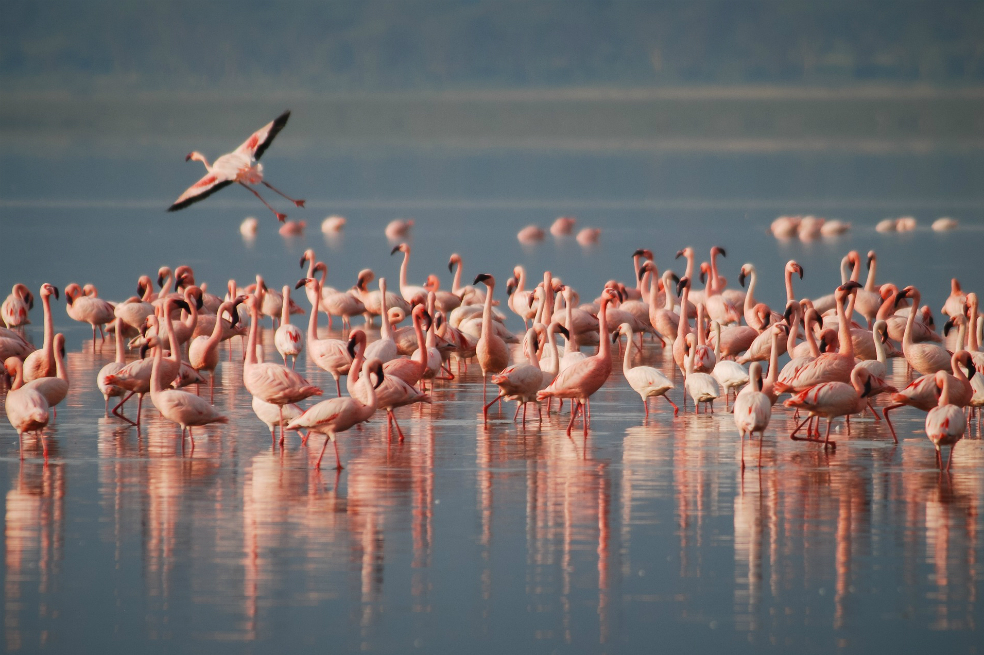 Película causa la pérdida de 500 huevos de flamencos rosas en Francia