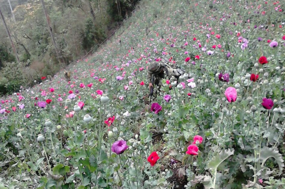 Destruyen dos cultivos de amapola y marihuana de las Farc