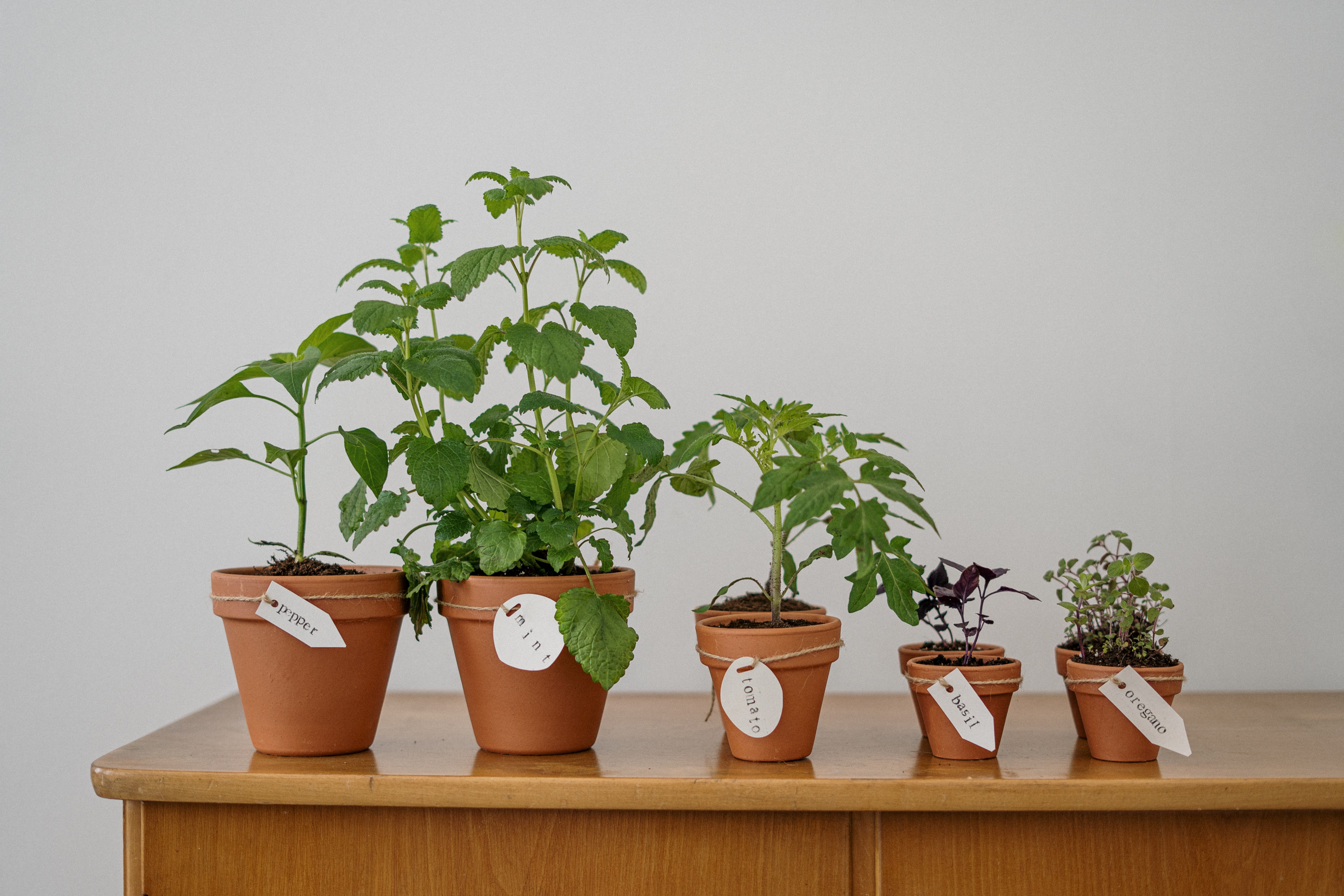 3 plantas de interior que absorben la humedad de la cocina y purifican el aire