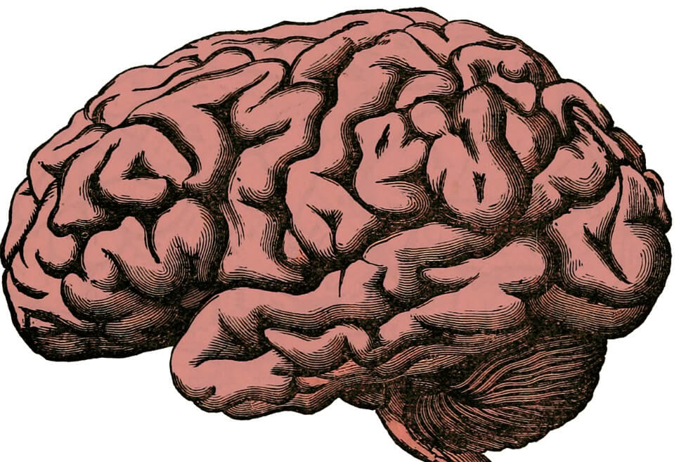 ¿Vivos o muertos? Científicos logran reactivar neuronas de cerdos muertos