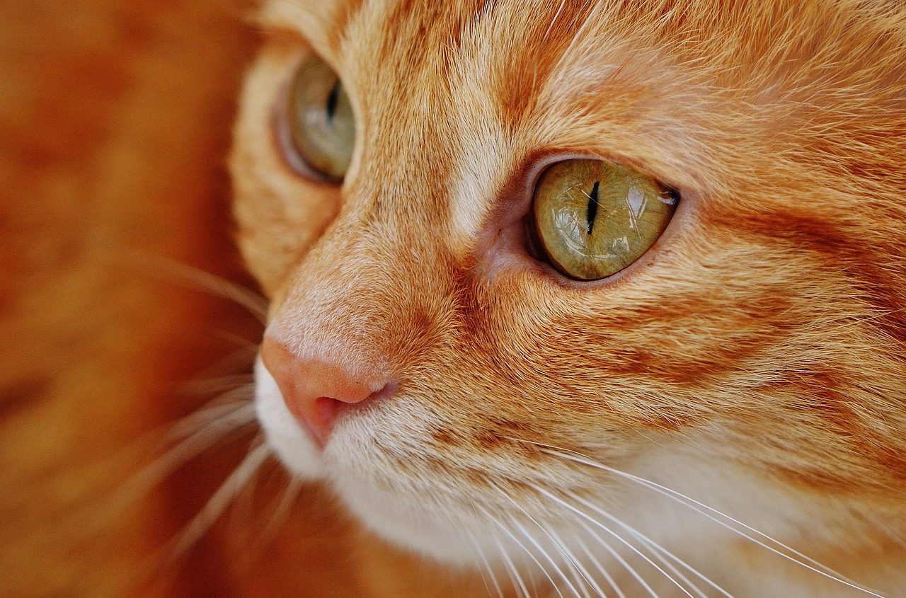 ¿Cuáles son las razas de gatos más cariñosas y tiernas?
