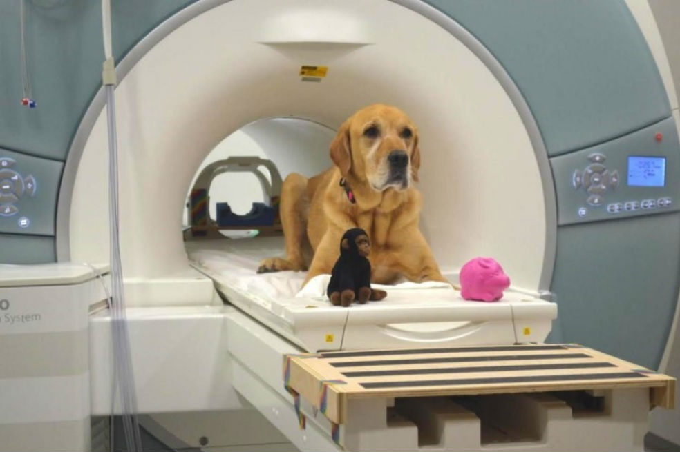 Pruebas de que los perros procesan el significado de las palabras