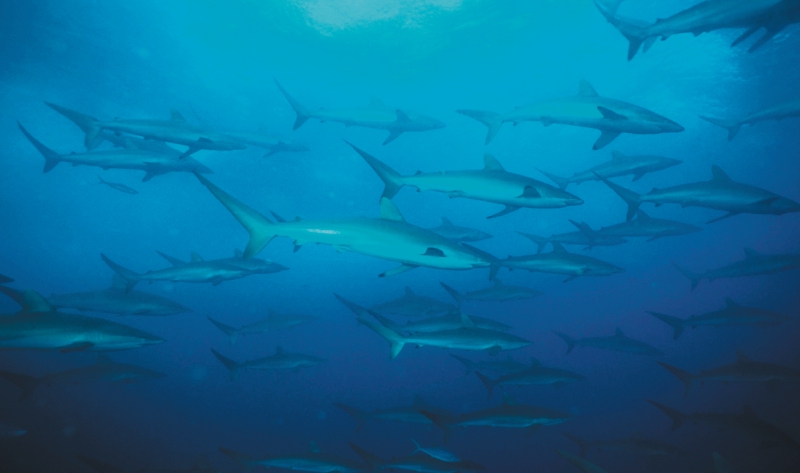 Este estudio le ayuda a repensar lo que el cine le ha mostrado de los tiburones