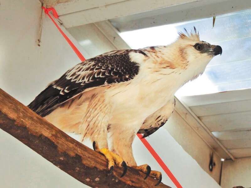 El águila (casi extinta) que murió a manos de Corpocesar