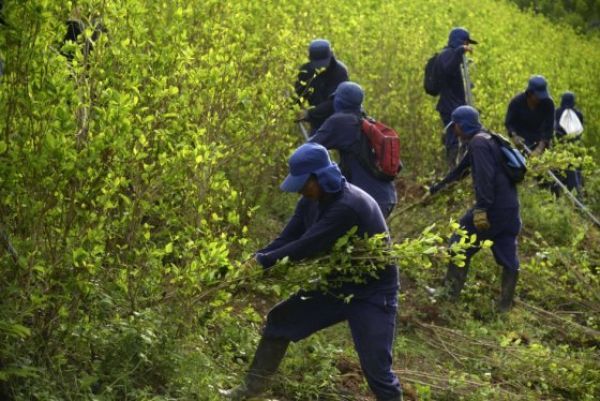 ¿Inconsistencias en cifras oficiales sobre erradicación de cultivos ilícitos?