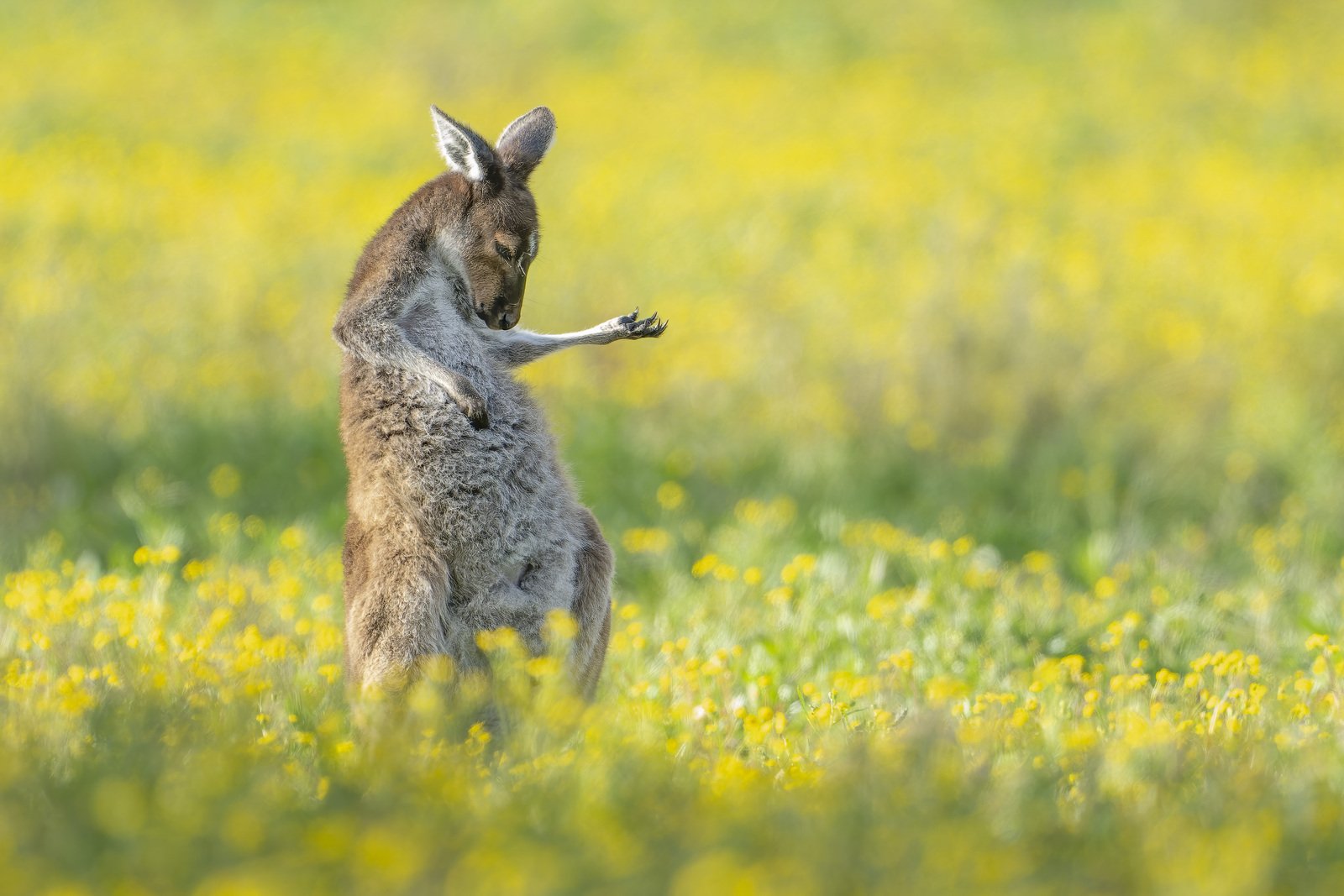 Air Guitar Roo. Jason Moore fue coronado como el ganador general de los Comedy Wildlife Photography Awards por esta fotografía tomada en un campo de flores silvestres en Perth, Australia.