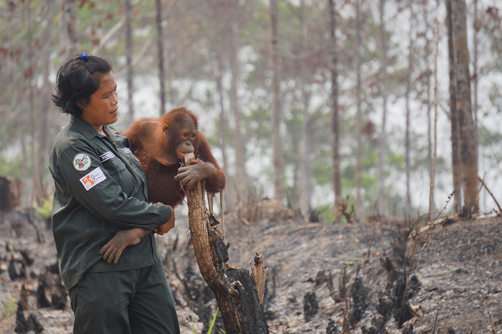 La tarea de salvar orangutanes del fuego