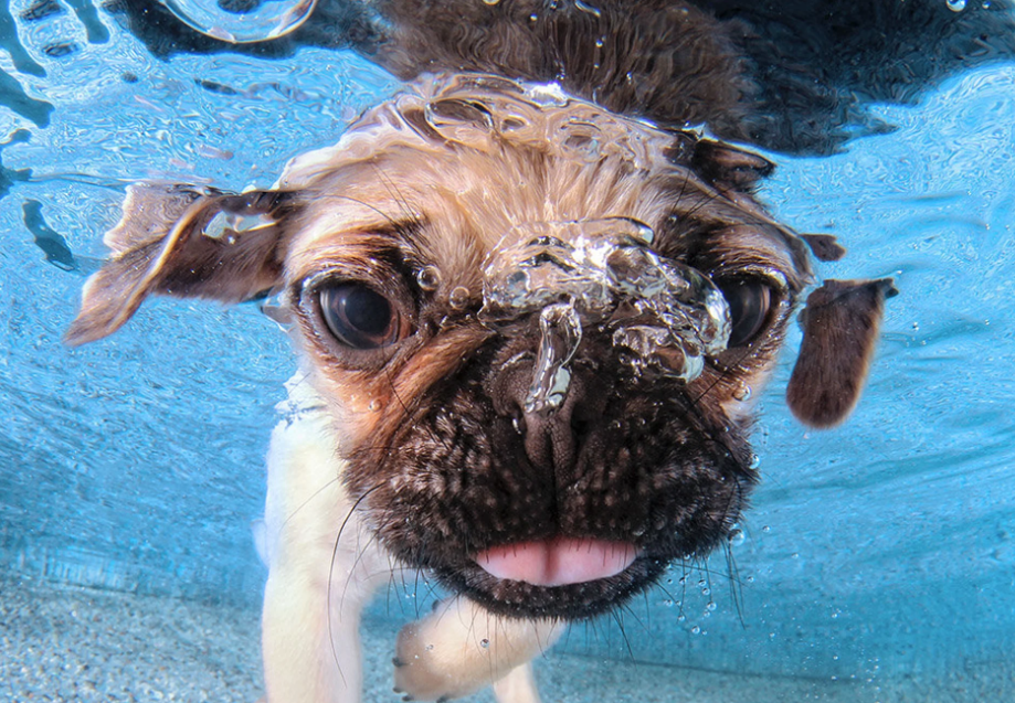 Este fotógrafo capta divertidas escenas de perros bajo el agua