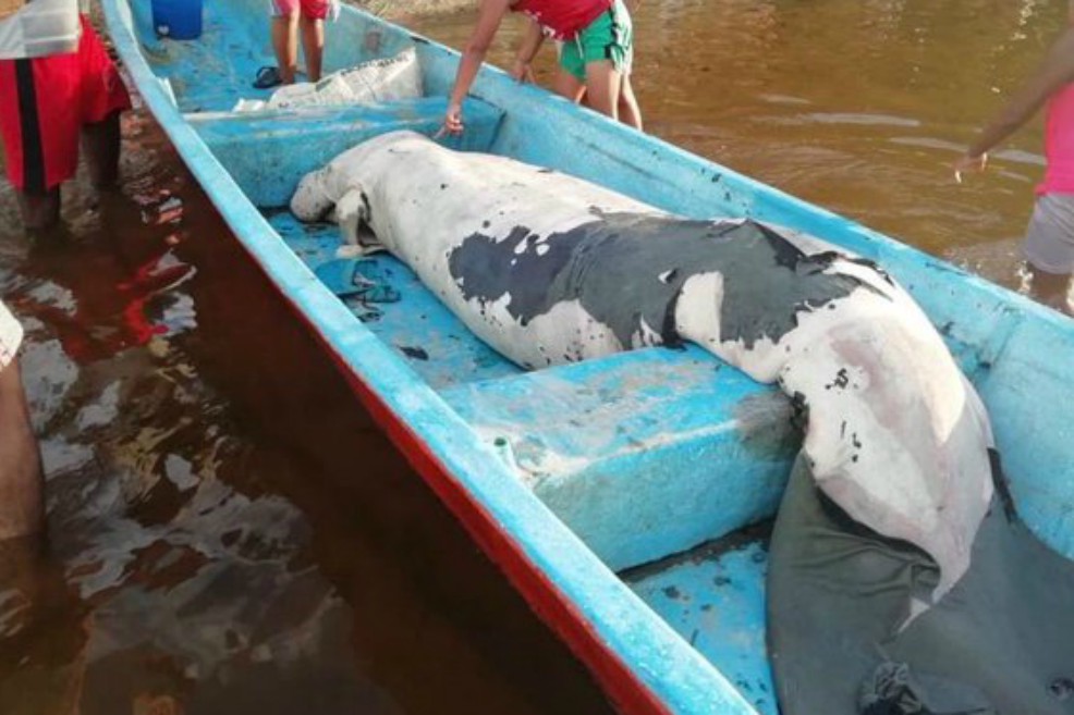 Manatí encontrado en Santander habría muerto de hambre