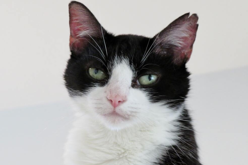Gato blanco con negro