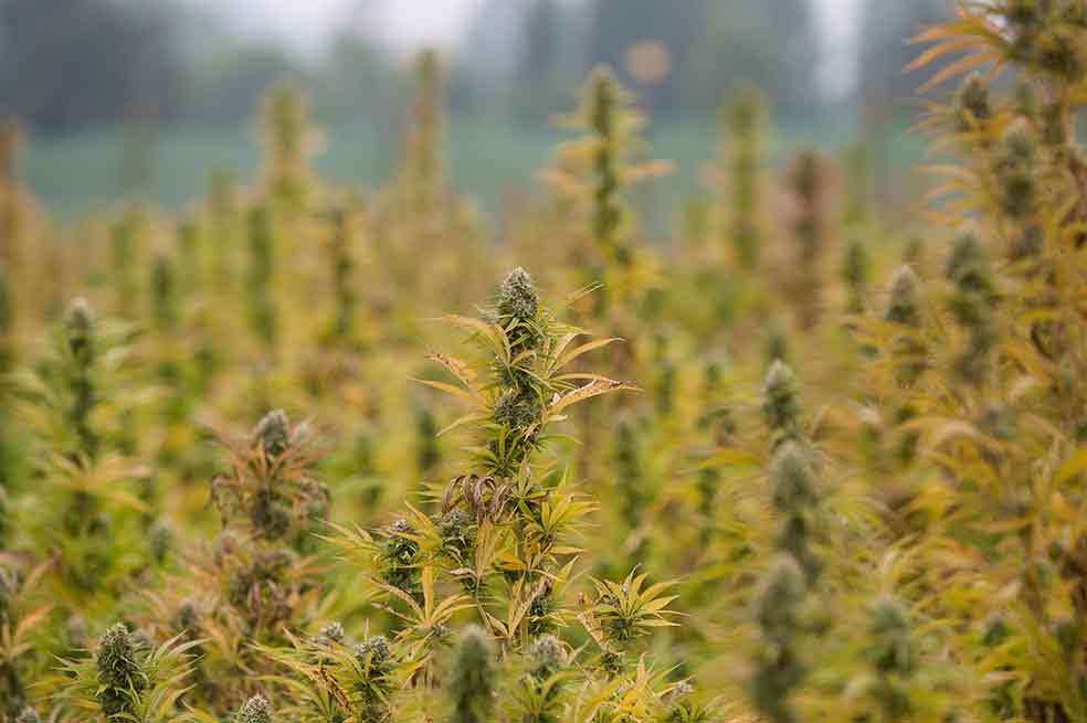 Conozca «Tierra Santa», la plantación de marihuana más grande de América Latina