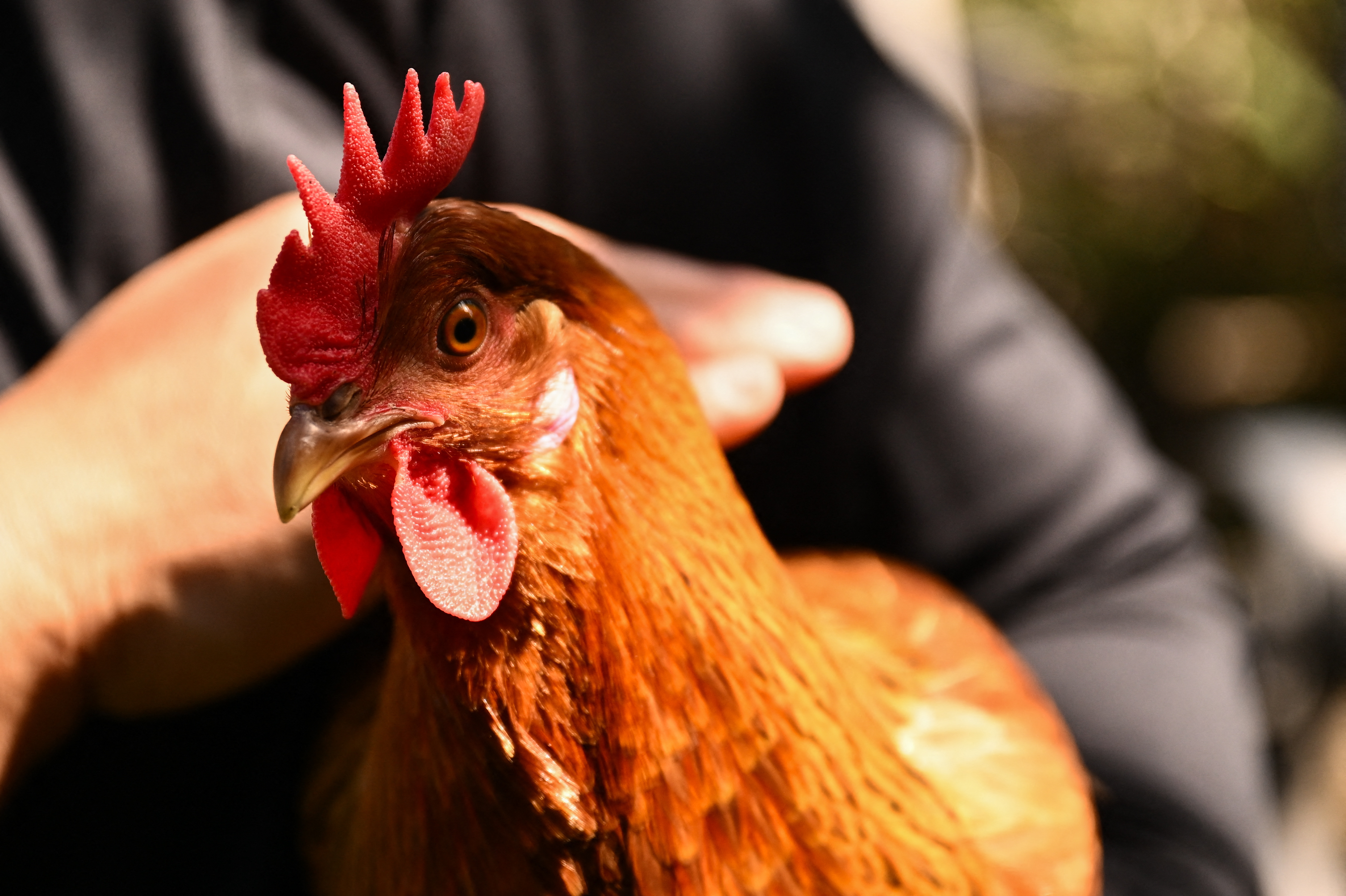 ¿Por qué las gallinas dejan de poner huevos? Razones comunes