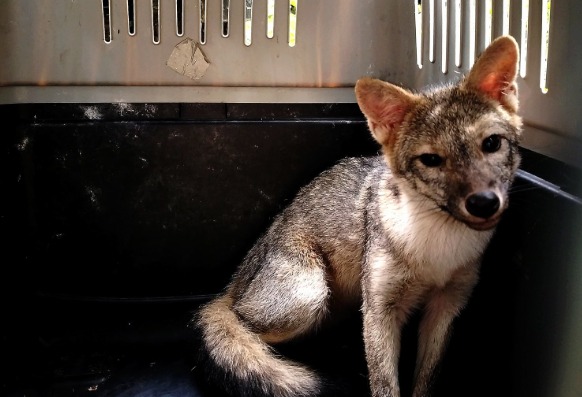 Nueva esperanza de vida: zorra plateada regresó a su hábitat tras ser rescatada