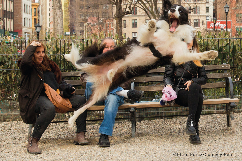 "En marzo de 2019 estaba sentada en el corral de perros de Union Square, Nueva York ,cuando vi a una señora con una bolsa rosa en la mano lanzando una pelota a su perro que estaba sentado frente a ella. El perro se lanzó y dio una voltereta en el aire para mirarme y ¡snap! Como se puede ver la señora con la mano en la cabeza estaba tan sorprendida como yo y creo que esta diciendo ¡uf! He buscado en vano a través de los medios de comunicación de Nueva York para encontrar a la dueña y poder enviarle una copia. No ha habido suerte, así que espero que este concurso me ayude a encontrar a la misteriosa mujer y a su perro saltarín. Nunca se sabe", indicó el fotógrafo.