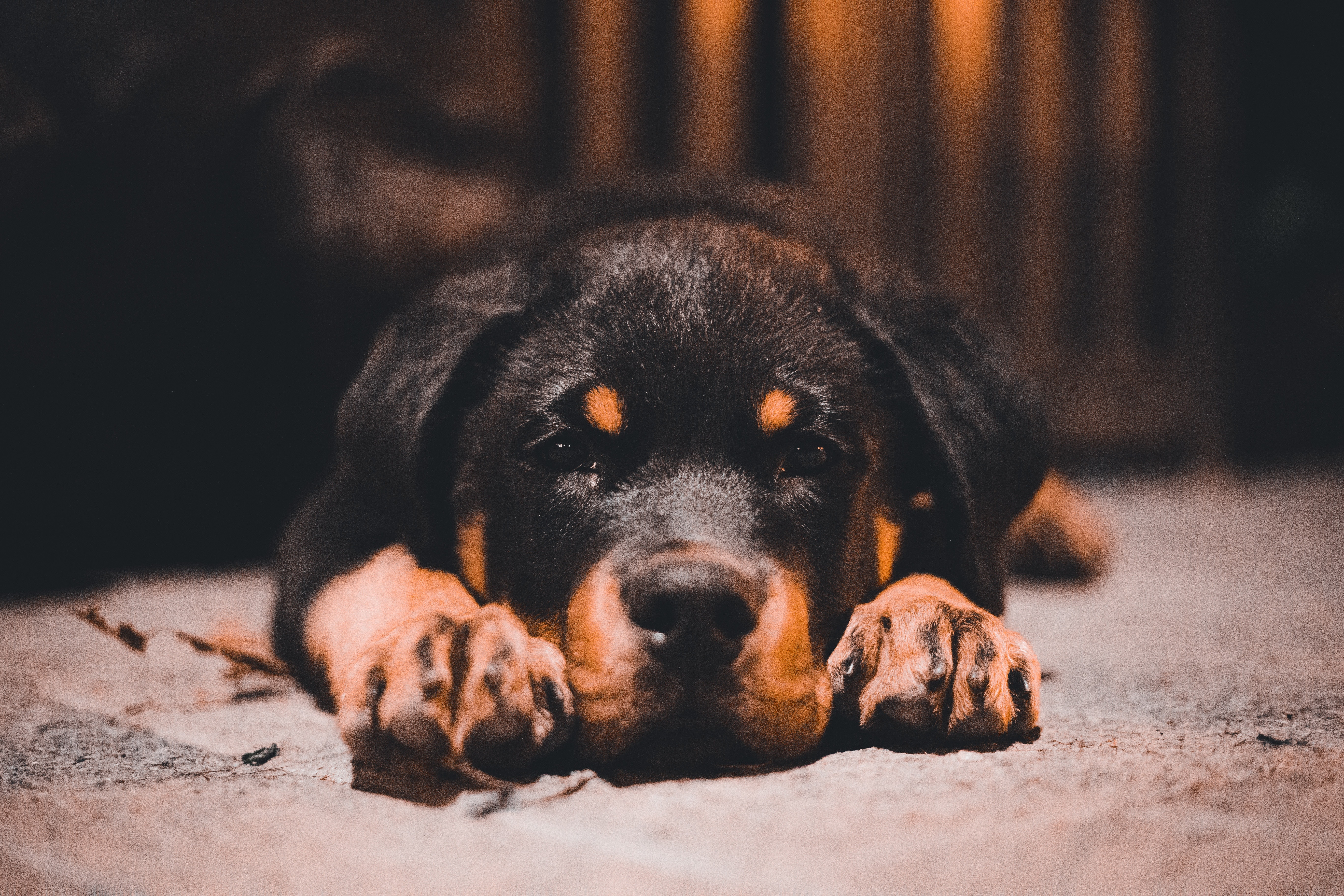 Rottweiller
