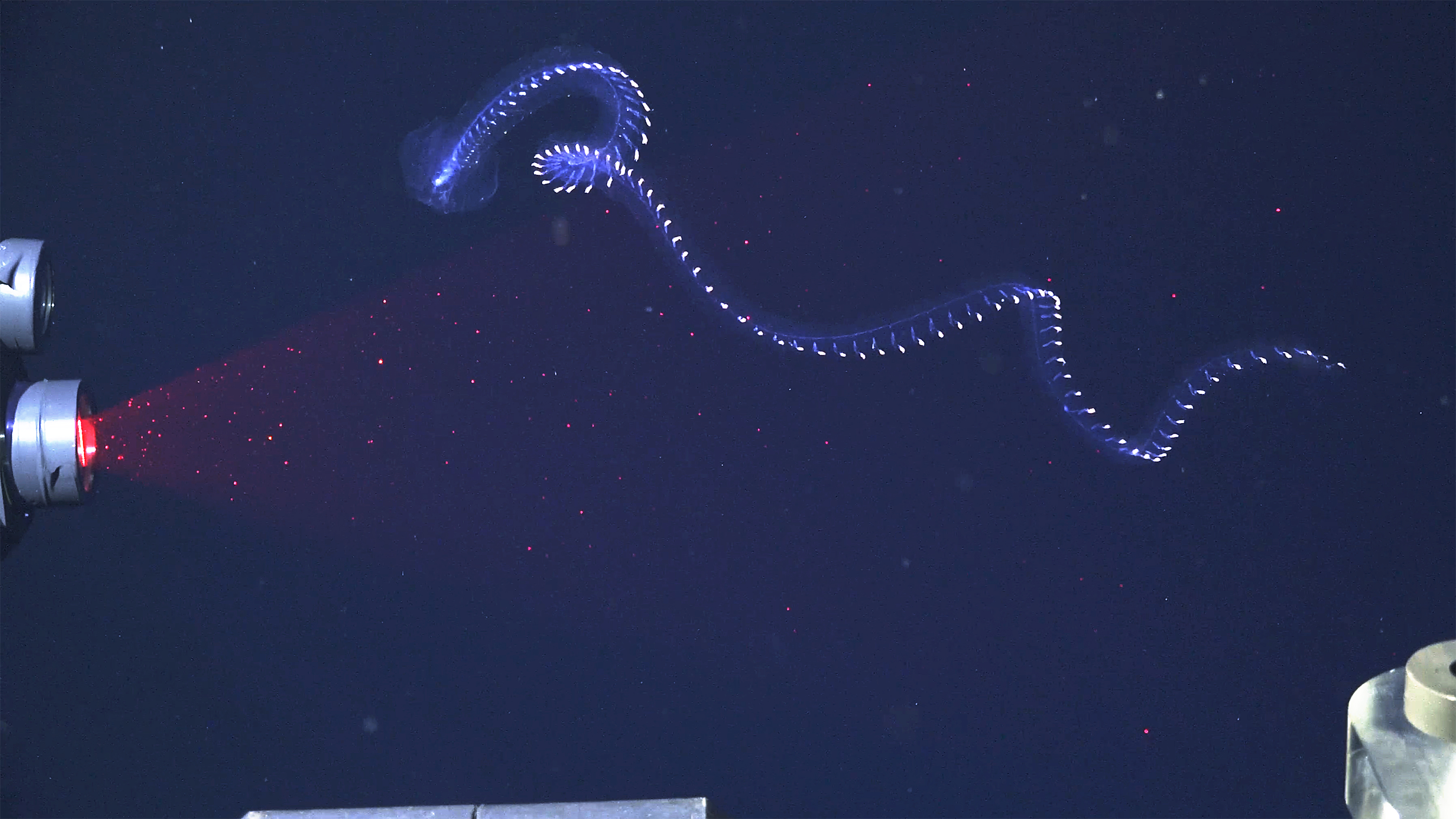Según el Dr. Dhugal Lindsay (JAMSTEC), experto en medusas, se está escaneando una nueva especie de sifonóforo mediante la técnica de velocimetría de imagen de partículas en profundidad (DeepPIV), instalada en el ROV SuBastian a una profundidad de 350 metros.