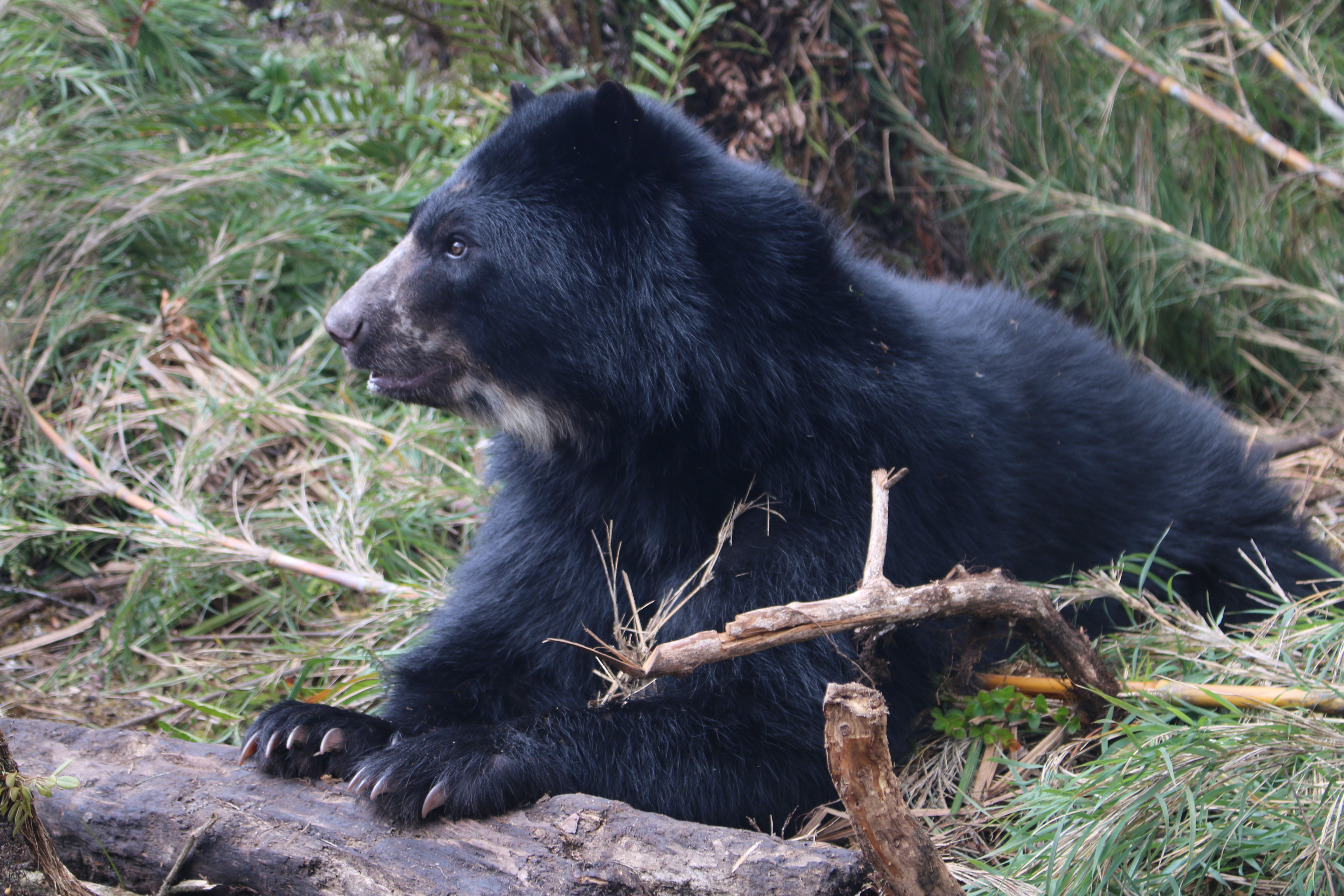 El oso de anteojos: el jardinero del bosque andino