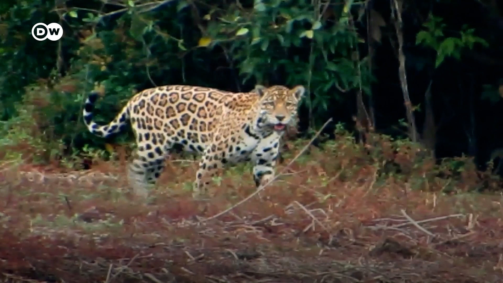 Ganaderos defienden la vida de los jaguares en los Llanos Orientales